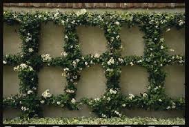 You Just Have To Say That You Re Fine Vine Jessamine And Jasmine Two Fine Vines Garden Vines Confederate Jasmine Growing Vines