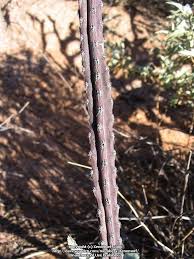 The name is an umbrella term for approximately seven different genera. Plantfiles Pictures Arizona Queen Of The Night Deer Horn Cactus Reina De La Noche Night Blooming Cereus Peniocereus Greggii Var Transmontanus By Xenomorf