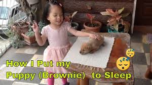 Once it gets used to your arms, it will feel abandoned when you put it in its bed to sleep. How To Put A Puppy To Sleep Fun And Nap Time With My Bestfriend Brownie The Dog Youtube