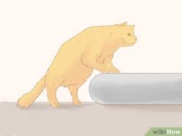 Die eine katze macht ins bett, eine andere pinkelt auf den teppich. Vermeiden Dass Deine Katze Auf Den Teppich Uriniert Wikihow