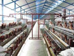 Meskipun usia ayam sudah afkir, produktifitas tetap maksimal. Ternak Ayam Petelur Di Tasikmalaya Home Facebook