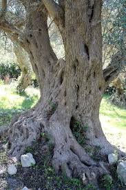 Old Old Sicilian Olive Trees Pflanzen Blumen Baum
