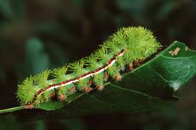 Caterpillar knows engine parts must endure incredible stresses and extreme temperatures. Stinging Caterpillar Season Has Arrived In Texas Texas A M Today