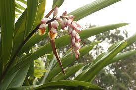 Growing Food In The Shade Ginger Plant Flower Plants Growing Food