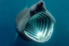 Are Basking Sharks In The Uk And What Do They Eat Cartilaginous fish also include skates and rays. are basking sharks in the uk and what