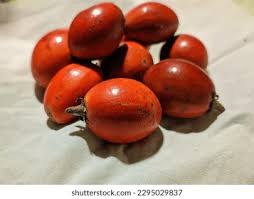 Image result for Manilkara kauki