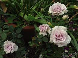 noble shine rose flowers rose garden
