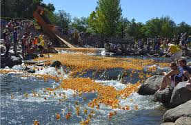 Public hours have been limited. Rubber Ducks On The Truckee River Nevada Humane Society Duck Race And Festival In Reno Nevada Nv Truckee River Reno Tahoe Reno Nevada