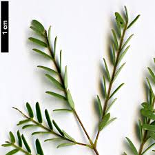 Image result for Erythrostemon