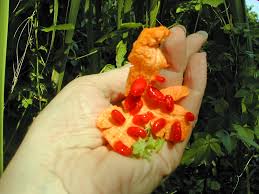 Image result for Momordica pterocarpa