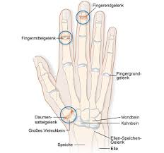 Pin Auf Anatomie