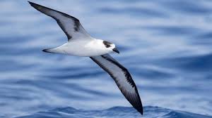 Gps Tracking Of Endangered Black Capped Petrels Could Reveal New Nesting Sites Animal Science Major Animal Science Sea Birds