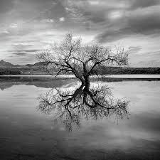 Black And White Tree Pictures Pin On Filtered Unfiltered Magic