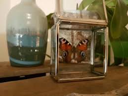 Super Leuk Glazen Kistje S Zilver Met Een Oranje Kleurige Opgezette Vlinder Aglias Io Ook Wel Genaamd Dagpauwoog Deze Komt Vlinders Muurstickers Decoratie