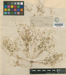 Image result for Hypertelis cerviana