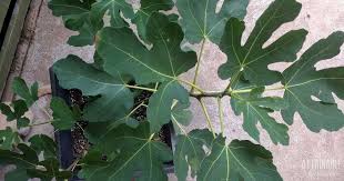 Make sure young plants are well watered, especially during hot, dry periods. Growing Fig Trees In Containers For A Small Space Fruit Harvest