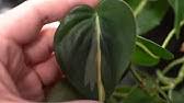 Buy silver stripes wallpapers and get the best deals at the lowest prices on ebay! Philodendron Rio Vs Philodendron Silver Stripe Vs Philodendron Cream Splash The Difference Youtube