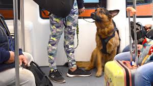 We provide professional and safe pet transport. New Rule Cracks Down On Emotional Support Animals On Planes Cnn Travel