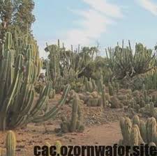 I got drastically different advice from people, which confused me. Hottest Photo Wild Cactus Plants Style Succulents In Addition To Cacti Include The Perfect Household Interior Decoration For Minim Cactus Plants Plants Cactus