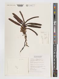 Image result for Ancistrorhynchus