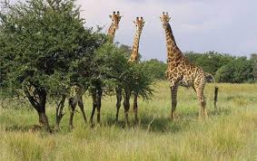 Plus De 964 Sites Touristiques Repertories En Rdc African Animals Africa Animals