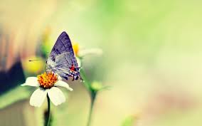 Flower With Butterfly Wallpaper Hd Download High Quality Beautiful Butterfly Hd With Nature 2560x1600 Download Hd Wallpaper Wallpapertip