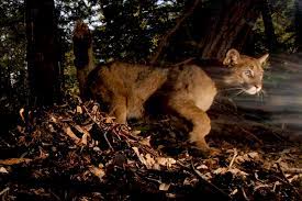 Since 1948, puma has changed the game with speed, spontaneity, and performance innovation. Study Black Bears Are Eating Pumas Lunch Illinois