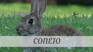 See comprehensive translation options on definitions.net! Listen To An Expert Would Say Conejo Find Out Today Conejo Pronunciation