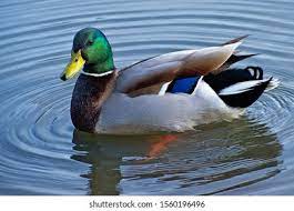 Male Mallard Duck Images Stock Photos Vectors Shutterstock