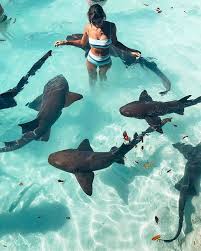 Swimmin With The Sharks I Originally Went To School At The University Of San Diego To Study Marine B Marine Biology University Of San Diego Ocean Animals