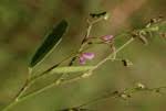 Image result for Pleurolobus salicifolius