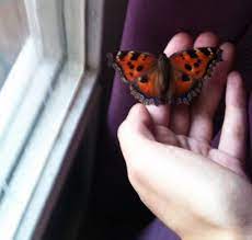 Dessen seele), und zwar als ich vor jahren mal in ägypten bei meiner tante übernachtet habe, hatte sie mir so etwas gesagt. Ein Schmetterling Flog In Eine Wohnung Ein Haus Was Verspricht Ein Schild Zeichen Ein Schmetterling Flog In Die Wohnung Ist Diese Veranstaltung Gut