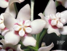 Image result for Farquharia elliptica