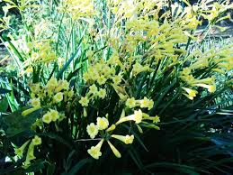 Image result for Aristida barbicollis