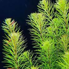 Image result for Rotala submersa