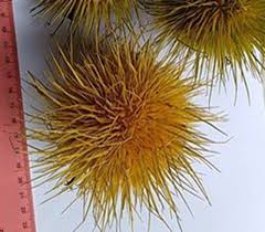 Image result for Oncoba