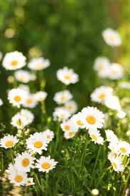 Planted it next to a huge clematis growing up the side of our house. White Flowers With Yellow Centers That Grow In Grass