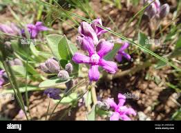 Image result for Raphionacme hirsuta