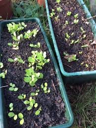 Epingle Sur Jardin