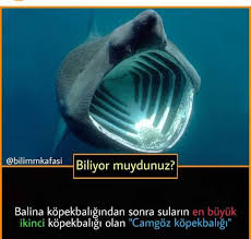 Belinay Adli Kullanicinin Ilginc Bilgiler Panosundaki Pin 2020 Balina Kitap Kenari Bilgi