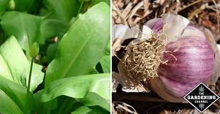 Garlic bulbs remain below ground during development, so it's hard to know when they're ready to harvest. 5 Garlic Growing Tips You Don T Want To Miss Gardening Channel