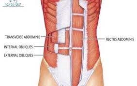 Internal Abdominal Oblique Origin Insertion Action Nerve Supply How To Relief Abdominal Muscle Anatomy Muscle