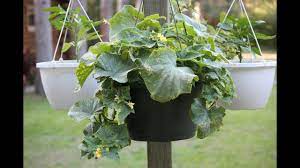 If you plant a crop in a hanging basket, it can be as dressy or plain as you prefer. Growing Vegetables In Hanging Containers Vtwctr