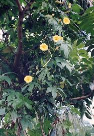 Image result for Merremia tuberosa