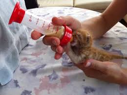 Yavru Bir Kedi Gordum Sanki