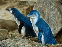 They perform these feats of agility all while being the smallest crested penguin species. As Oceans Warm Little Penguins Are Left Hungry Smart News Smithsonian Magazine
