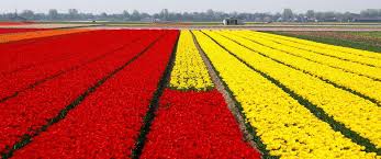 42 Reasons The Netherlands Is The Worst Place On Earth Netherlands Pretty Places Nature Inspiration