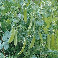 It is easy for me because i have seen my parents grow them since i was a child. Pea Mangetout Oregon Sugar Pod Agm Seeds From D T Brown
