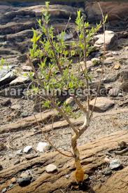 Image result for Euphorbia guerichiana