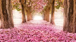 Pink nature background pictures to create pink nature background ecards, custom profiles, blogs, wall posts, and pink pink nature background graphics. Pink Nature Wallpapers Top Free Pink Nature Backgrounds Wallpaperaccess